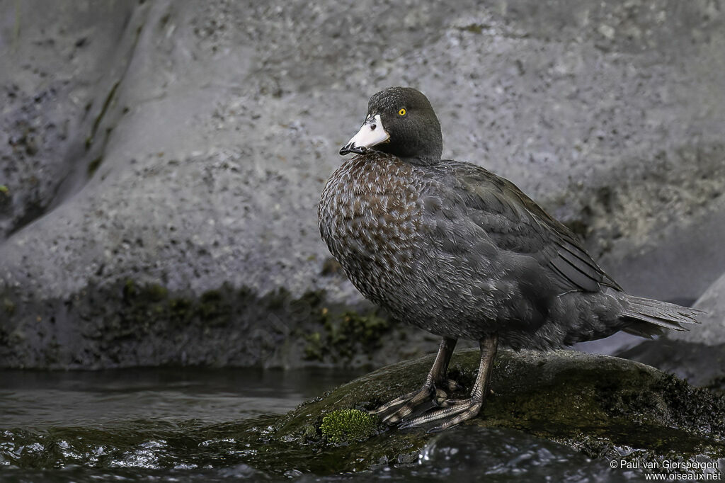 Canard bleuadulte