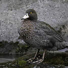 Canard bleu