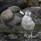 Canard bleu