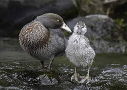 Canard bleu