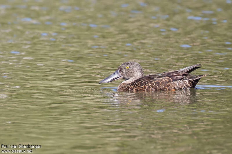 Australasian Shoveler male adult post breeding, identification