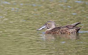 Australasian Shoveler