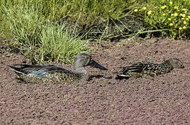 Australasian Shoveler