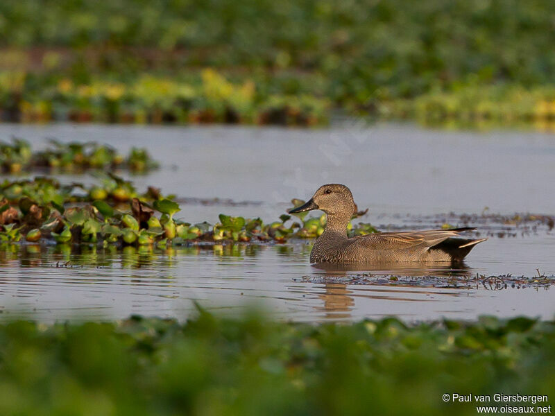 Gadwall