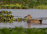 Canard chipeau