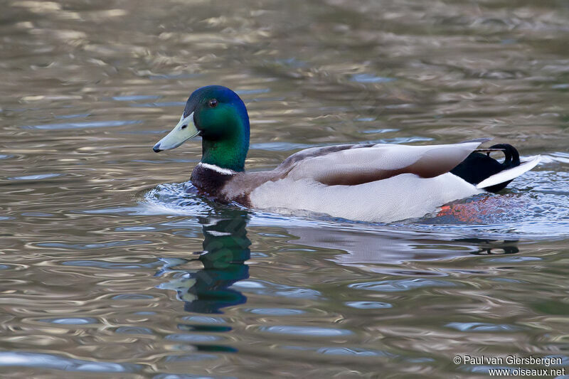 Canard colvert