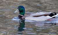 Canard colvert