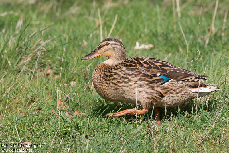 Canard colvert femelle adulte, identification