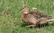 Canard colvert