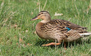 Canard colvert