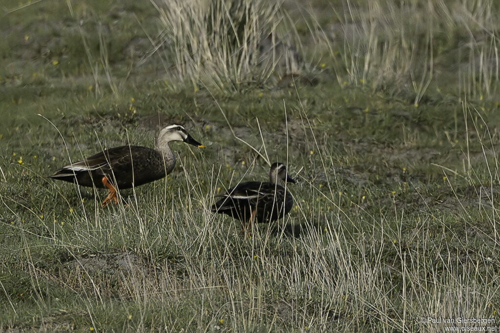 Eastern Spot-billed Duckadult