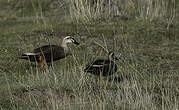 Canard de Chine