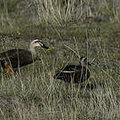 Canard de Chine