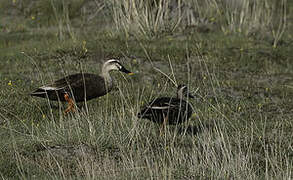 Eastern Spot-billed Duck