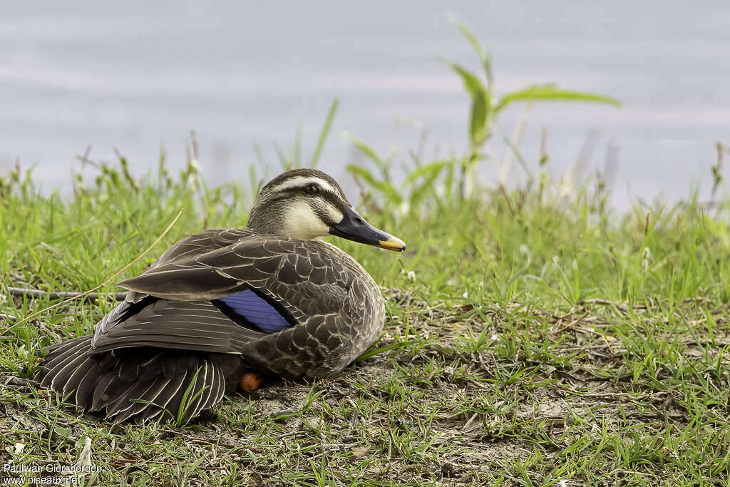 Eastern Spot-billed Duckadult