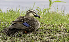 Canard de Chine