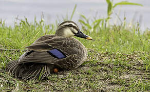 Canard de Chine