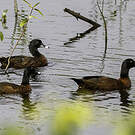 Canard de Hartlaub
