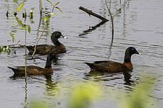 Canard de Hartlaub