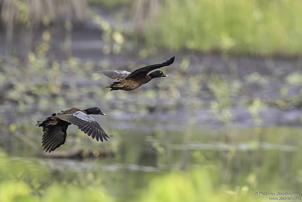 Canard de Hartlaubadulte