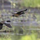 Canard de Hartlaub