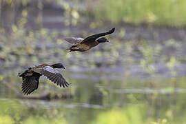 Canard de Hartlaub