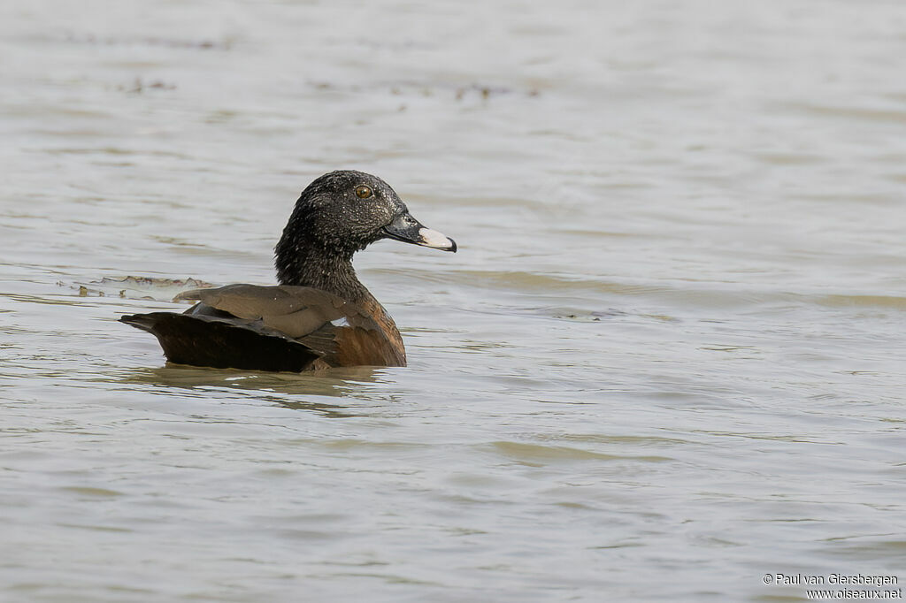 Hartlaub's Duckadult