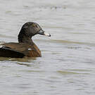 Canard de Hartlaub