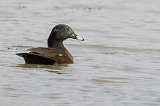 Canard de Hartlaub