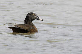 Canard de Hartlaub