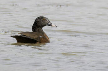 Canard de Hartlaub