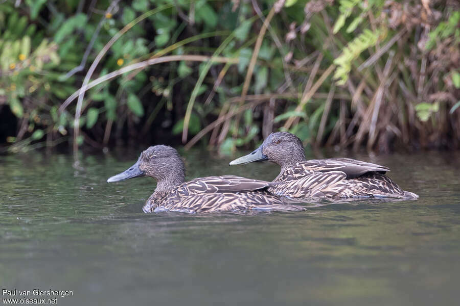 Canard de Melleradulte, habitat, pigmentation, nage