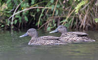 Canard de Meller