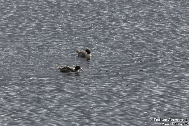 Salvadori's Teal