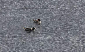 Salvadori's Teal