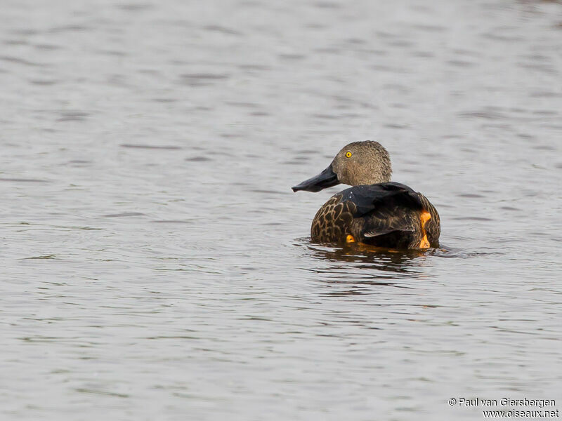 Canard de Smith