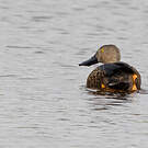 Canard de Smith