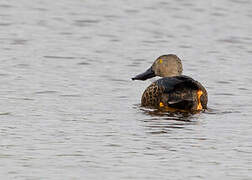 Cape Shoveler