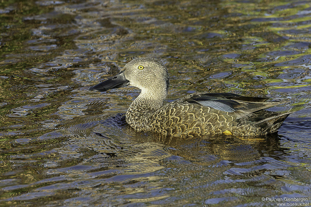 Canard de Smith mâle adulte