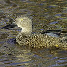 Canard de Smith