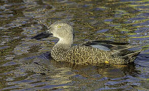 Cape Shoveler