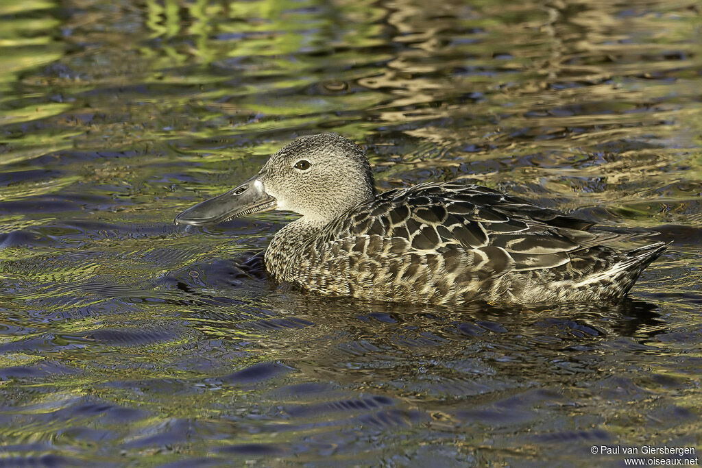 Canard de Smith femelle adulte