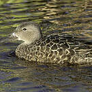 Canard de Smith