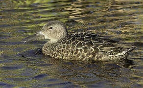 Cape Shoveler