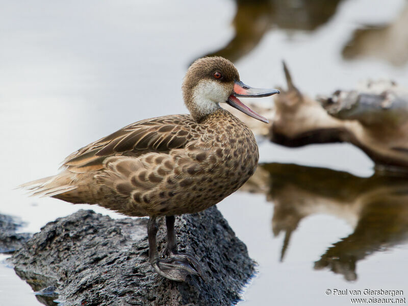 White-cheeked Pintail