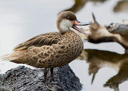 White-cheeked Pintail