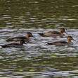 Canard des Philippines