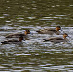 Canard des Philippines