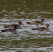 Canard des Philippines