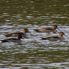 Canard des Philippines